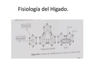 Fisiología del Hígado.
 