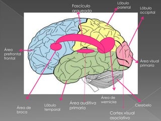 PROCESO DE COMUNICACIÓN AREA DE WERNICKEAREA AUDITIVA PRIMARIAAREA DE BROCA CORTEZA MOTORA PRIMARIA Vocalización ritmoEntonación GIRO ANGULARAREA DE WERNICKECORTEX VISUALCORTEZA MOTORA PRIMARIAAREA DE BROCA 