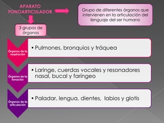 Lóbulo parietalFascículo arqueadoLóbulo occipitalÁrea prefrontal frontalÁrea visual primariaÁrea de wernickeÁrea auditiva primariaCerebelo Lóbulo temporalÁrea de broca Cortex visual asociativo