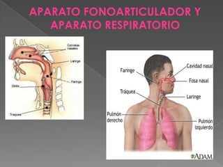 APARATO FONOARTICULADORGrupo de diferentes órganos que intervienen en la articulación del lenguaje del ser humano 3 grupos de órganos