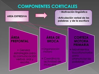 COMPONENTES CORTICALES   Motivación lingüística  