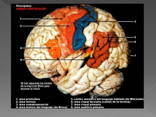 Articulación verbal de las palabras  y de la escritura AREA EXPRESIVA 