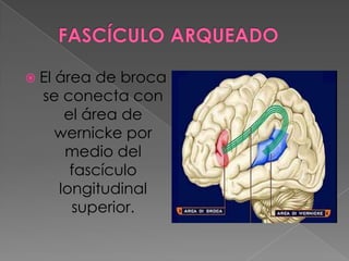 COMPONENTES  EXTRACORTICALES