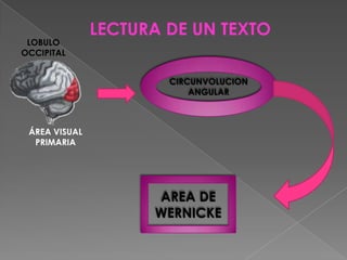 Lenguaje auditivoCIRCUNVOLUCION DE HESCHL Recepción de  palabras Lóbulo temporal AREA DE WERNICKE Da significado e interpreta 