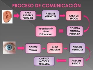 LECTURA DE UN TEXTO LOBULO OCCIPITALCIRCUNVOLUCION ANGULARÁREA VISUAL PRIMARIAAREA DE WERNICKE