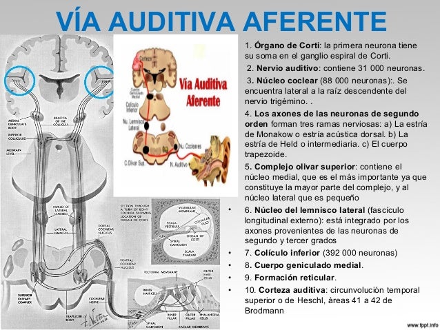 Fisiologia del oido