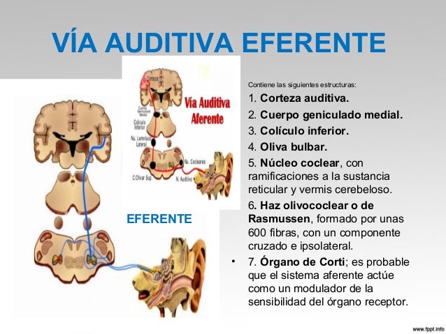 Fisiologia del oido