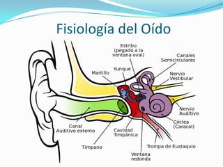 Fisiologia del oido y tinnitus