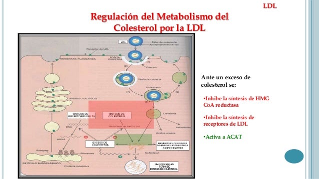 Marca y cuestionario de adherencia a la dieta mediterránea