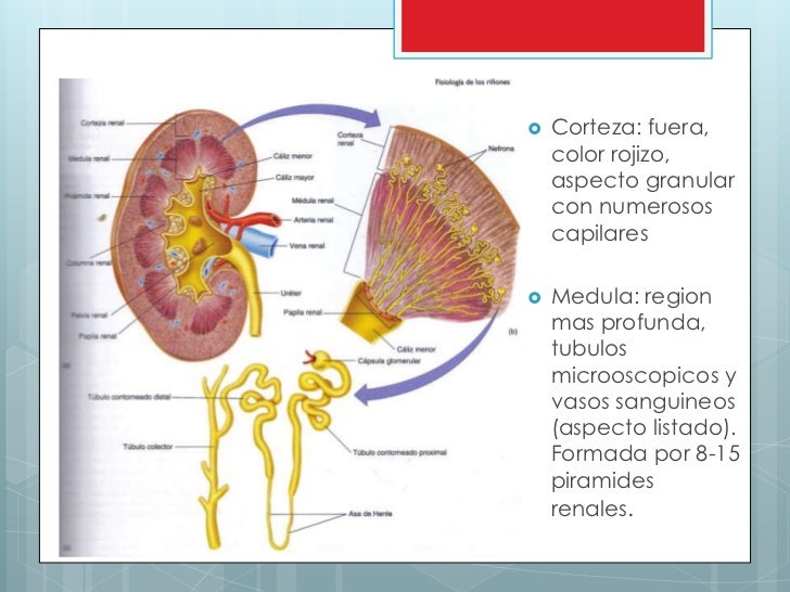 Fisiología de los riñones – PZGI