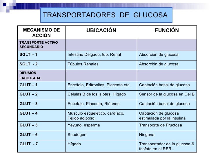 Fisiologia Del Pancreas Endocrino Fisiologia Del Pancreas Endocrino
