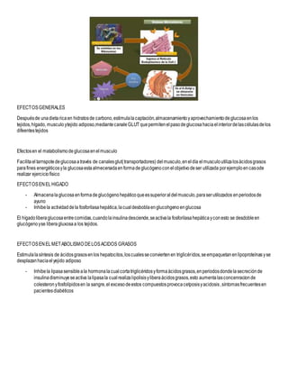 EFECTOSGENERALES
Despuésde unadietaricaen hidratosde carbono,estimulalacaptación,almacenamientoyaprovechamientodeglucosaenlos
tejidos,hígado, musculo ytejido adiposo,mediantecanaleGLUT quepermitenelpasodeglucosahaciaelinteriordelascélulasdelos
difeentestejidos
Efectosen el matabolismodeglucosaenelmusculo
Facilitaeltarnspotedeglucosaatravés de canalesglut(transportadores) delmusculo,eneldía elmusculoutilizalosácidosgrasos
parafines energéticosyla glucosaestaalmecenadaenformadeglucógenoconelobjetivodeser utilizada porejemploencasode
realizar ejerciciofísico
EFECTOSENELHIGADO
- Almacenalaglucosa enformadeglucógenohepáticoqueessuperioraldelmusculo,paraserutilozados enperiodosde
ayuno
- Inhibela actividaddela fosforilasahepática,lacualdesboblaenglucohgenoenglucosa
El hígadoliberaglucosaentrecomidas,cuandolainsulinadesciende,seactivala fosforilasahepáticayconesto se desdobleen
glucógenoyse liberagluxosaa los tejidos.
EFECTOSENELMETABOLISMO DELOSACIDOS GRASOS
Estimulalasíntesis de ácidosgrasosenlos hepatocitos,loscualesseconviertenen triglicéridos,seempaquetanenlipoproteínas yse
desplazanhaciaelyejido adiposo
- Inhibela lipasasensibleala hormonalacualcortatriglicéridosyformaácidosgrasos,enperiodosdondelasecreciónde
insulinadisminuyeseactiva lalipasala cualrealizalipolisisyliberaácidosgrasos,esto aumentalasconcenracionde
colesteronyfosfolípidosen la sangre,el excesodeestos compuestosprovocacetposisyacidosis,síntomasfrecuentesen
pacientesdiabéticos
 