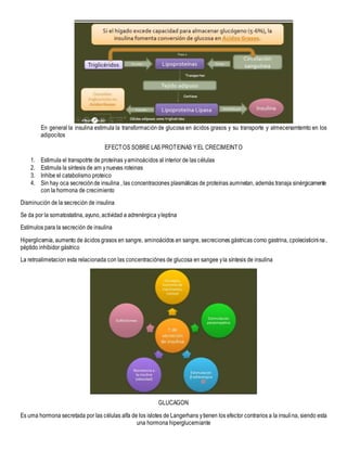 En general la insulina estimula la transformaciónde glucosa en ácidos grasos y su transporte y almecenamtemto en los
adipocitos
EFECTOS SOBRE LAS PROTEINAS YEL CRECIMEINTO
1. Estimula el transpotrte de proteínas yaminoácidos al interior de las células
2. Estimula la síntesis de arn ynuevas roteinas
3. Inhibe el catabolismo proteico
4. Sin hay oca secreciónde insulina , las concentraciones plasmáticas de proteínas aumnetan, además tranaja sinérgicamente
con la hormona de crecimiento
Disminución de la secreción de insulina
Se da por la somatostatina, ayuno, actividad a adrenérgica yleptina
Estímulos para la secreción de insulina
Hiperglicemia, aumento de ácidos grasos en sangre, aminoácidos en sangre, secreciones gástricas como gastrina, cpolecisticinina,
péptido inhibidor gástrico
La retroalimetacion esta relacionada con las concentraciónes de glucosa en sangee yla síntesis de insulina
GLUCAGON
Es uma hormona secretada por las células alfa de los islotes de Langerhans ytienen los efector contrarios a la insulina, siendo esta
una hormona hiperglucemiante
 