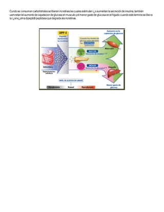 Cundose consumencarbohidratosseliberanincretinaslascualesestimulani¿oaumentanlasecrecióndeinsulina,también
uamnetanlelaumentodecapataciondeglucosaenmusculoyelmenorgastode glucosaenelhígado cuandoestoterminaselibera
la i¿enx¿zimadipeptidilpeptidasaquedegradaalaincretinas.
 