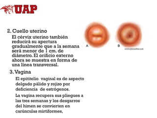 2. Cuello uterino
El cérvix uterino también
reducirá su apertura
gradualmente que a la semana
será menor de 1 cm. de
diámetro. El orificio externo
ahora se muestra en forma de
una línea transversal.

3. Vagina
El epititelio vaginal es de aspecto
delgado pálido y rojizo por
deficiencia de estrógenos.
La vagina recupera sus pliegues a
las tres semanas y los desgarros
del himen se convierten en
carúnculas mirtiformes,

 