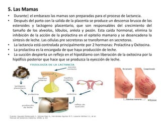 5. Las Mamas
•
•

Durante| el embarazo las mamas son preparadas para el proceso de lactancia.
Después del parto con la salida de la placenta se produce un descenso brusco de los
esteroides y lactogeno placentario, que son responsables del crecimiento del
tamaño de los alveolos, lóbulos, aréola y pezón. Esta caida hormonal, elimina la
inhibición de la acción de la prolactina en el epitelio mamario y se desencadena la
síntesis de leche. Las células pre secretoras se transforman en secretoras.
• La lactancia está controlada principalmente por 2 hormonas: Prolactina y Oxitocina.
• La prolactina es la encargada de que haya producción de leche.
• La succión despierta un reflejo en el hipotálamo con liberación de la oxitocina por la
hipófisis posterior que hace que se produzca la eyección de leche.

 