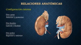 Fisiologia del riñón | PPTX