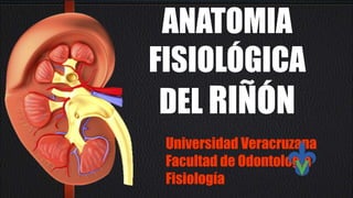 Universidad Veracruzana
Facultad de Odontología
Fisiología
ANATOMIA
FISIOLÓGICA
DEL RIÑÓN
 