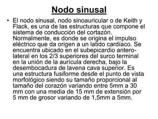 Nodo sinusal
• El nodo sinusal, nodo sinoauricular o de Keith y
  Flack, es una de las estructuras que compone el
  sistema de conducción del cortazón.
  Normalmente, es donde se origina el impulso
  eléctrico que da origen a un latido cardíaco. Se
  encuentra ubicado en el subepicardio antero-
  lateral en los 2/3 superiores del surco terminal
  en la unión de la aurícula derecha, bajo la
  desembocadura de lavena cava superior. Es
  una estructura fusiforme desde el punto de vista
  morfológico siendo su tamaño proporcional al
  tamaño del corazón variando entre 5mm a 30
  mm con una media de 15 mm de extensión por
  5 mm de grosor variando de 1,5mm a 5mm.
 