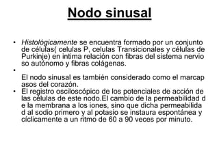 Nodo sinusal

• Histológicamente se encuentra formado por un conjunto
  de células( celulas P, celulas Transicionales y células de
  Purkinje) en intima relación con fibras del sistema nervio
  so autónomo y fibras colágenas.
•
  El nodo sinusal es también considerado como el marcap
  asos del corazón.
• El registro osciloscópico de los potenciales de acción de
  las células de este nodo.El cambio de la permeabilidad d
  e la membrana a los iones, sino que dicha permeabilida
  d al sodio primero y al potasio se instaura espontánea y
  cíclicamente a un ritmo de 60 a 90 veces por minuto.
 