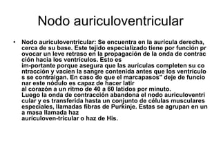 Nodo auriculoventricular
• Nodo auriculoventricular: Se encuentra en la aurícula derecha,
  cerca de su base. Este tejido especializado tiene por función pr
  ovocar un leve retraso en la propagación de la onda de contrac
  ción hacia los ventrículos. Esto es
  im-portante porque asegura que las aurículas completen su co
  ntracción y vacíen la sangre contenida antes que los ventrículo
  s se contraigan. En caso de que el marcapasos" deje de funcio
  nar este nódulo es capaz de hacer latir
  al corazón a un ritmo de 40 a 60 latidos por minuto.
  Luego la onda de contracción abandona el nodo auriculoventri
  cular y es transferida hasta un conjunto de células musculares
  especiales, llamadas fibras de Purkinje. Estas se agrupan en un
  a masa llamada haz
  aurículoven-tricular o haz de His.
 