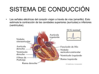 SISTEMA DE CONDUCCIÓN
•   Las señales eléctricas del corazón viajan a través de vías (amarillo). Esto
    estimula la contracción de las cavidades superiores (aurículas) e inferiores
    (ventrículos).
 