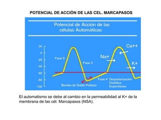 POTENCIAL DE ACCIÓN DE LAS CEL. MARCAPASOS




El automatismo se debe al cambio en la permeabilidad al K+ de la
membrana de las cél. Marcapasos (NSA).
 