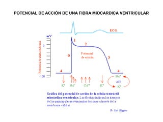 POTENCIAL DE ACCIÓN DE UNA FIBRA MIOCARDICA VENTRICULAR
 