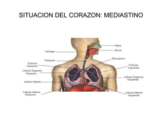 SITUACION DEL CORAZON: MEDIASTINO
 