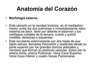 Anatomía del Corazón
• Morfología externa.

• Está ubicado en la cavidad torácica, en el mediastino
  medio, entre los dos pulmones e inmediatamente retro-
  esternal es decir, tiene por delante el esternón y los
  cartílagos costales de la tercera, cuarta y quinta
  costillas, derechas e izquierdas.
• Está recubierto externamente por dos hojas de que
  tejido seroso, llamadas Pericardio y sostenido desde su
  parte superior por los grandes troncos arteriales y
  venosos que forman su pedículo vascular. Estos son la
  arteria Aorta, arteria Pulmonar, Vena Cava Superior,
  Vena Cava Inferior y cuatro Venas Pulmonares.
 