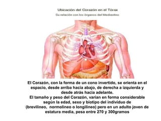 El Corazón, con la forma de un cono invertido, se orienta en el
   espacio, desde arriba hacia abajo, de derecha a izquierda y
                   desde atrás hacia adelante.
  El tamaño y peso del Corazón, varían en forma considerable
          según la edad, sexo y biotipo del individuo de
(brevilineo, normolineo o longilineo) pero en un adulto joven de
           estatura media, pesa entre 270 y 300gramos
 