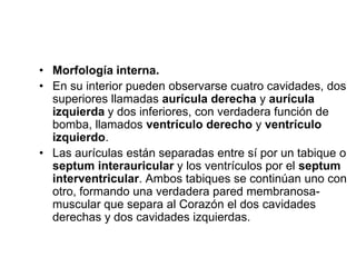 • Morfología interna.
• En su interior pueden observarse cuatro cavidades, dos
  superiores llamadas aurícula derecha y aurícula
  izquierda y dos inferiores, con verdadera función de
  bomba, llamados ventrículo derecho y ventrículo
  izquierdo.
• Las aurículas están separadas entre sí por un tabique o
  septum interauricular y los ventrículos por el septum
  interventricular. Ambos tabiques se continúan uno con
  otro, formando una verdadera pared membranosa-
  muscular que separa al Corazón el dos cavidades
  derechas y dos cavidades izquierdas.
 