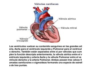 Los ventrículos vuelcan su contenido sanguíneo en las grandes art
eria, Aorta para el ventrículo izquierdo y Pulmonar para el ventrícul
o derecho. También están separados entre sí por válvulas que cum
plen la función descripta anteriormente, la válvula aórtica entre el v
entrículo izquierdo y arteria Aorta y la válvula Pulmonar entre el ve
ntrículo derecho y la arteria Pulmonar. Ambas poseen tres valvas ll
amadas semilunares o sigmoideas formando una especie de estrell
a de tres puntas.
 