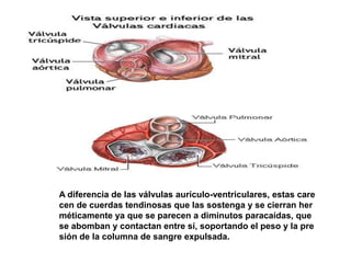 A diferencia de las válvulas aurículo-ventriculares, estas care
cen de cuerdas tendinosas que las sostenga y se cierran her
méticamente ya que se parecen a diminutos paracaídas, que
se abomban y contactan entre sí, soportando el peso y la pre
sión de la columna de sangre expulsada.
 