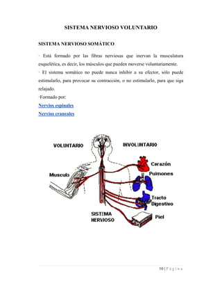 Documento de Fisiología del sistema nervioso PDF