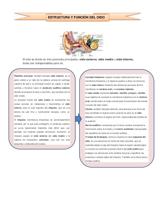 Sistema Nervioso Humano Estructuras y Funciones (con Im genes)