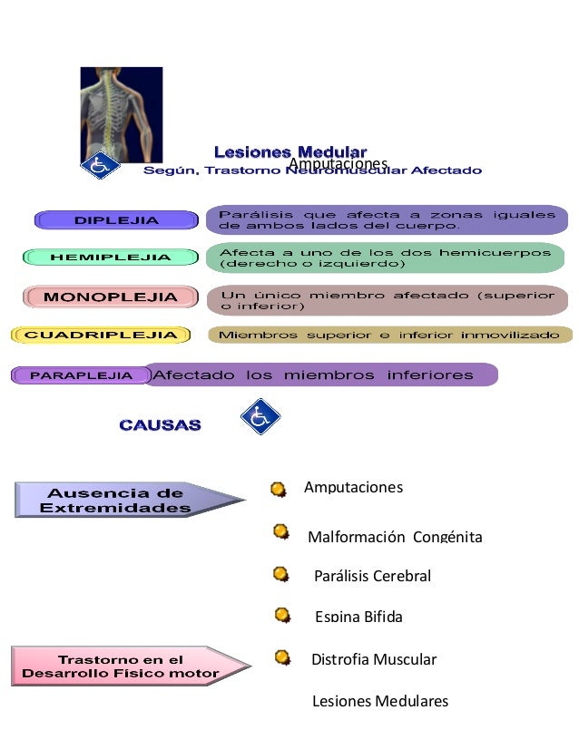 Anatom a BOUCHET - Sistema nervioso central PDF