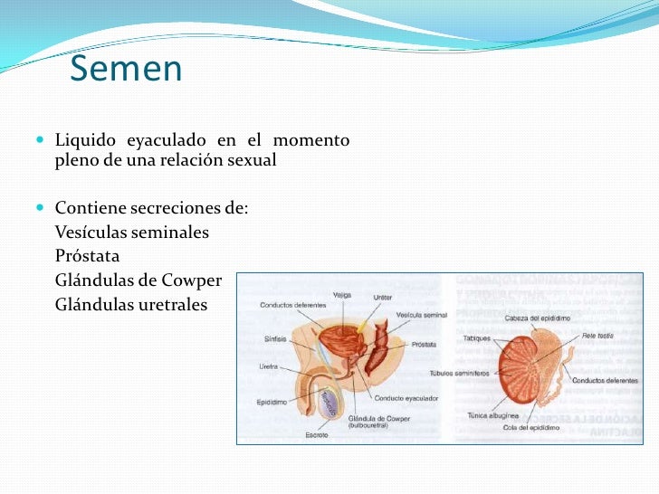 Fisiologia del sistema reproductor