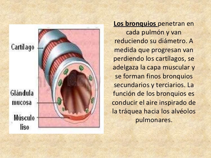 Fisiologia del sistema respiratorio