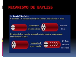 MECANISMO DE BAYLISS