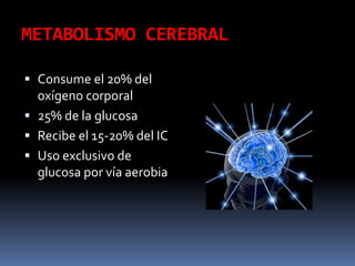METABOLISMO CEREBRALConsume el 20% del oxígeno corporal25% de la glucosa Recibe el 15-20% del ICUso exclusivo de glucosa por vía aerobia
