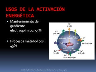 USOS DE LA ACTIVACIÓN ENERGÉTICAMantenimiento de gradiente electroquímico: 55%Procesos metabólicos: 45%Haddad G, Shan Ping Yu, Brain hypoxia and ischemia, Human Press, pag  62