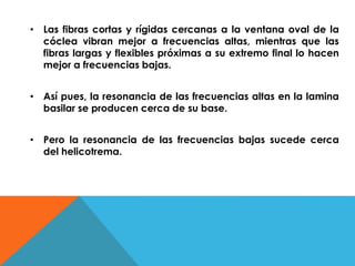 • Las fibras cortas y rígidas cercanas a la ventana oval de la 
cóclea vibran mejor a frecuencias altas, mientras que las 
fibras largas y flexibles próximas a su extremo final lo hacen 
mejor a frecuencias bajas. 
• Así pues, la resonancia de las frecuencias altas en la lamina 
basilar se producen cerca de su base. 
• Pero la resonancia de las frecuencias bajas sucede cerca 
del helicotrema. 
 