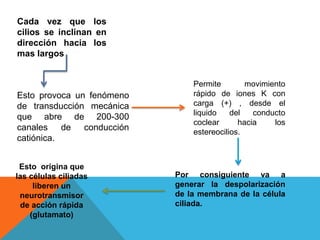 Cada vez que los 
cilios se inclinan en 
dirección hacia los 
mas largos 
Esto provoca un fenómeno 
de transducción mecánica 
que abre de 200-300 
canales de conducción 
catiónica. 
Permite movimiento 
rápido de iones K con 
carga (+) , desde el 
liquido del conducto 
coclear hacia los 
estereocilios. 
Por consiguiente va a 
generar la despolarización 
de la membrana de la célula 
ciliada. 
Esto origina que 
las células ciliadas 
liberen un 
neurotransmisor 
de acción rápida 
(glutamato) 
 
