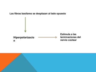 Las fibras basilares se desplazan al lado opuesto 
Hiperpolarizacio 
n 
Estimula a las 
terminaciones del 
nervio coclear 
 