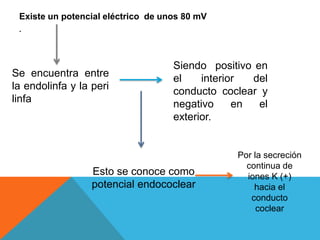 Existe un potencial eléctrico de unos 80 mV 
. 
Se encuentra entre 
la endolinfa y la peri 
linfa 
Siendo positivo en 
el interior del 
conducto coclear y 
negativo en el 
exterior. 
Esto se conoce como 
potencial endococlear 
Por la secreción 
continua de 
iones K (+) 
hacia el 
conducto 
coclear 
 