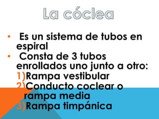• Es un sistema de tubos en 
espiral 
• Consta de 3 tubos 
enrollados uno junto a otro: 
1)Rampa vestibular 
2)Conducto coclear o 
rampa media 
3)Rampa timpánica 
 