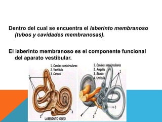 Dentro del cual se encuentra el laberinto membranoso 
(tubos y cavidades membranosas). 
El laberinto membranoso es el componente funcional 
del aparato vestibular. 
 