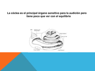 La cóclea es el principal órgano sensitivo para la audición pero 
tiene poco que ver con el equilibrio 
 