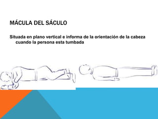 MÁCULA DEL SÁCULO 
Situada en plano vertical e informa de la orientación de la cabeza 
cuando la persona esta tumbada 
 